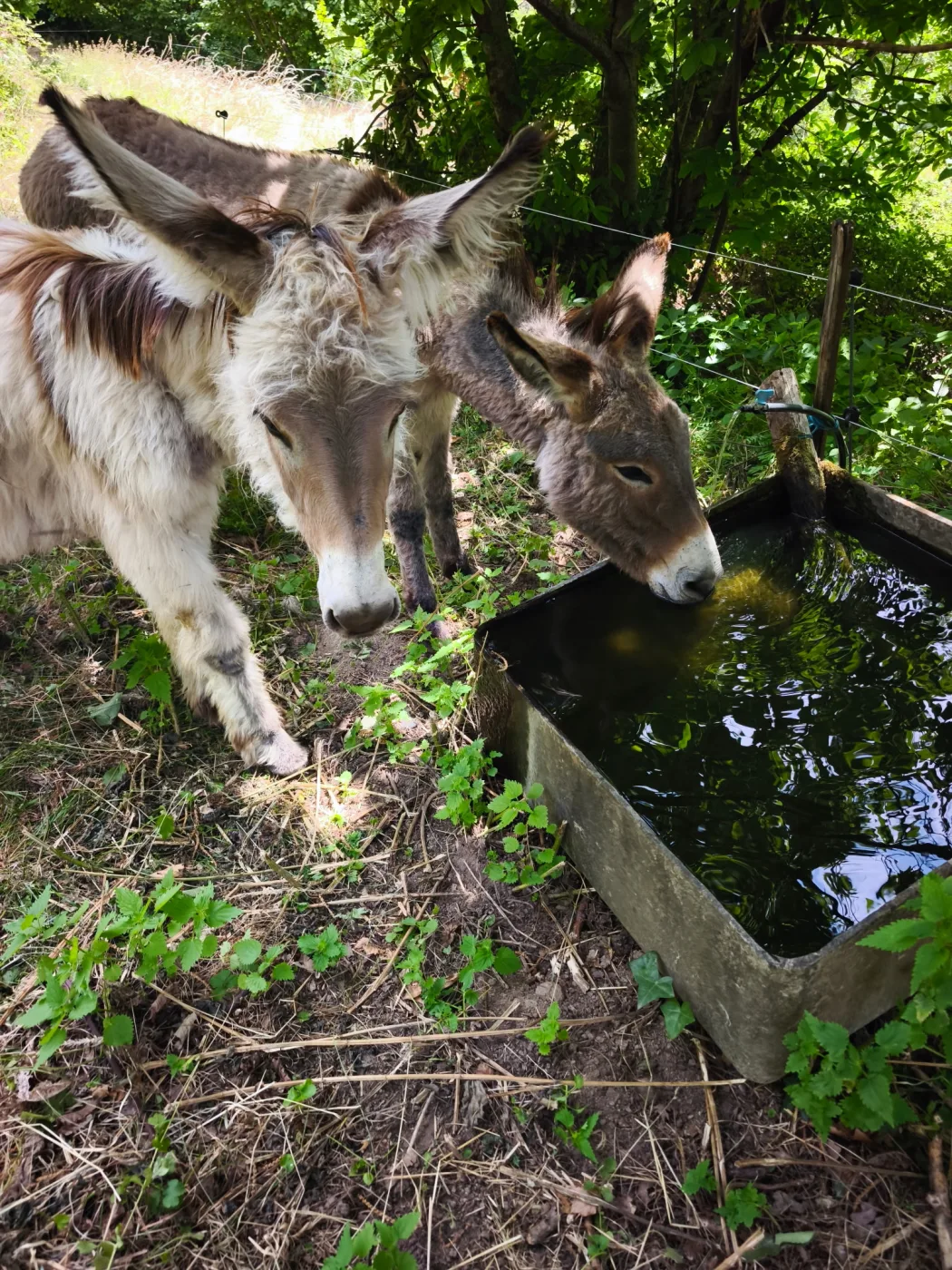 Gros plan des ânes du gîte les Vérag buvant à l'abreuvoir, Chalencon Ardèche