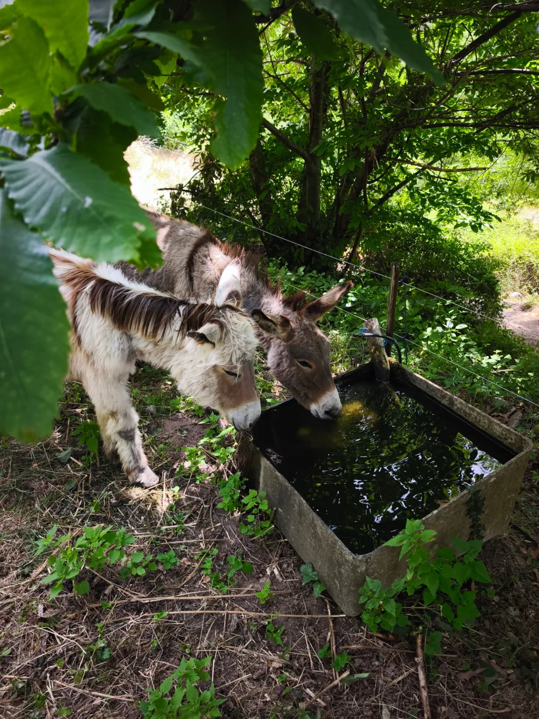 Les ânes du gîte les Vérag à l'abreuvoir sous les arbres, Chalencon Ardèche