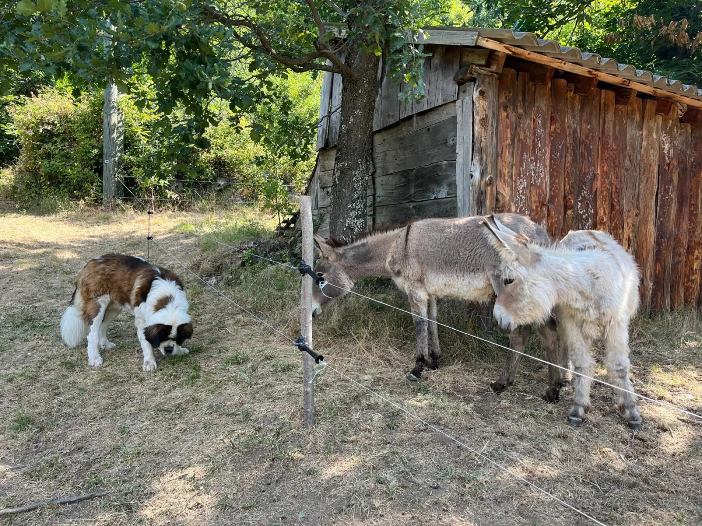 Les ânes du gîte les Vérag près de leur abri en bois avec le chien, Chalencon Ardèche
