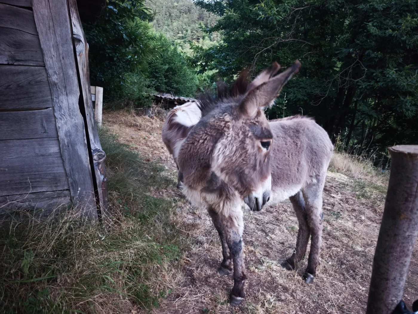 Un âne du gîte les Vérag devant l'abri en bois, Chalencon Ardèche