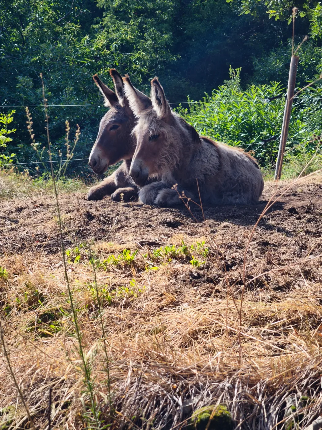 Les deux ânes du gîte les Vérag au repos dans le pré, Chalencon Ardèche