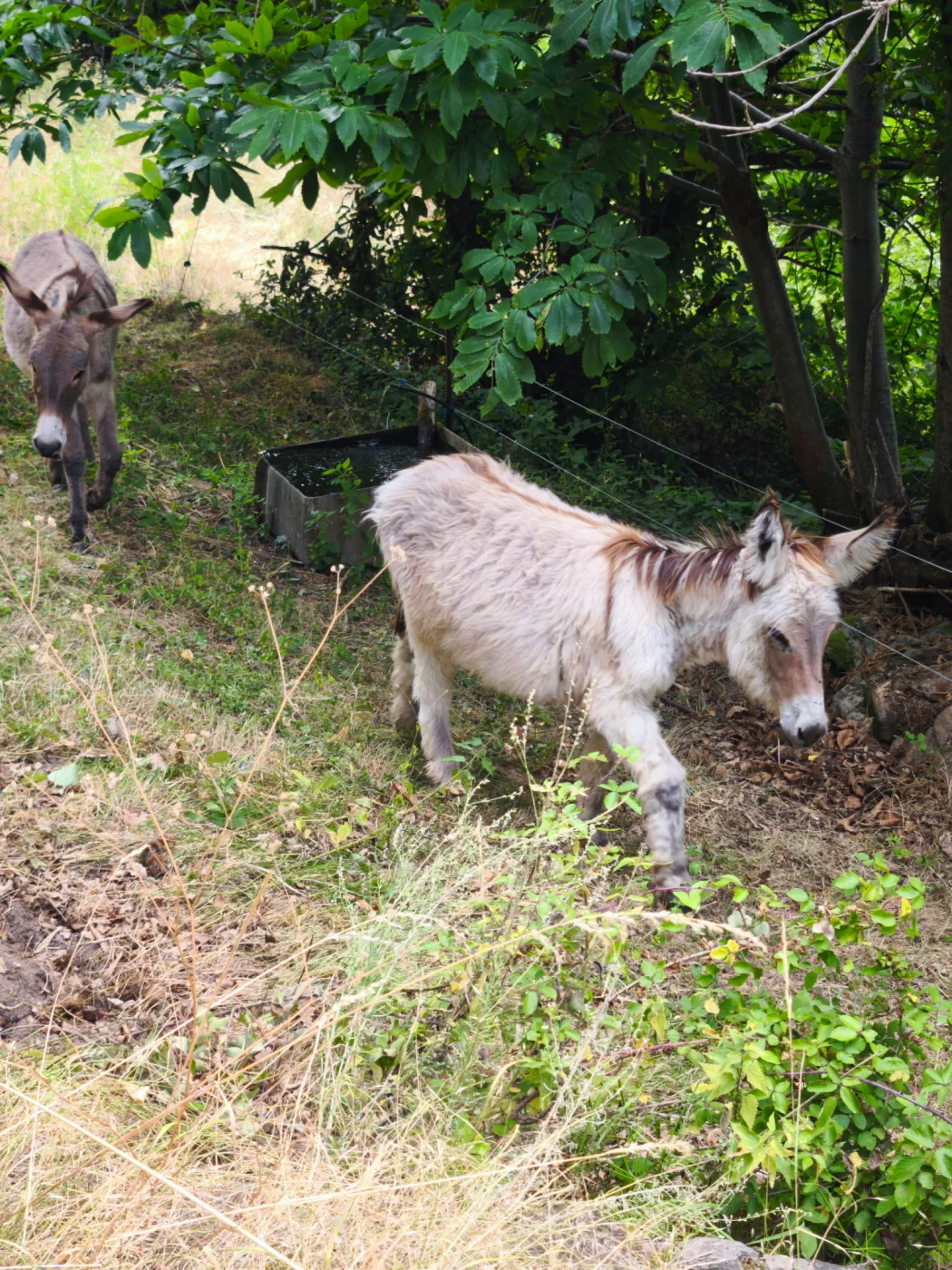 Les deux ânes du gîte les Vérag en pâture à Chalencon, Ardèche
