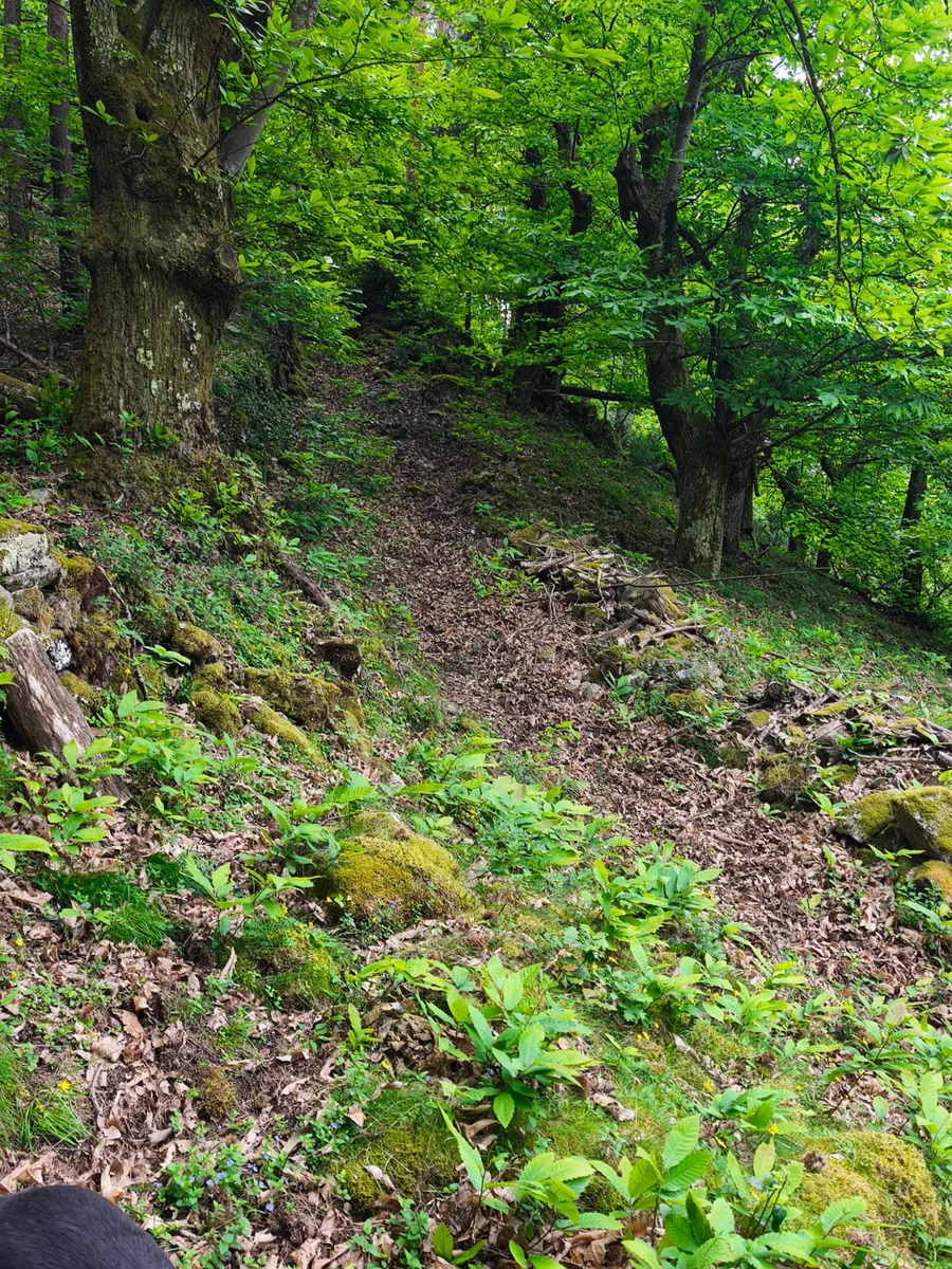 Sentier en châtaigneraie, vue depuis le gîte les Vérag