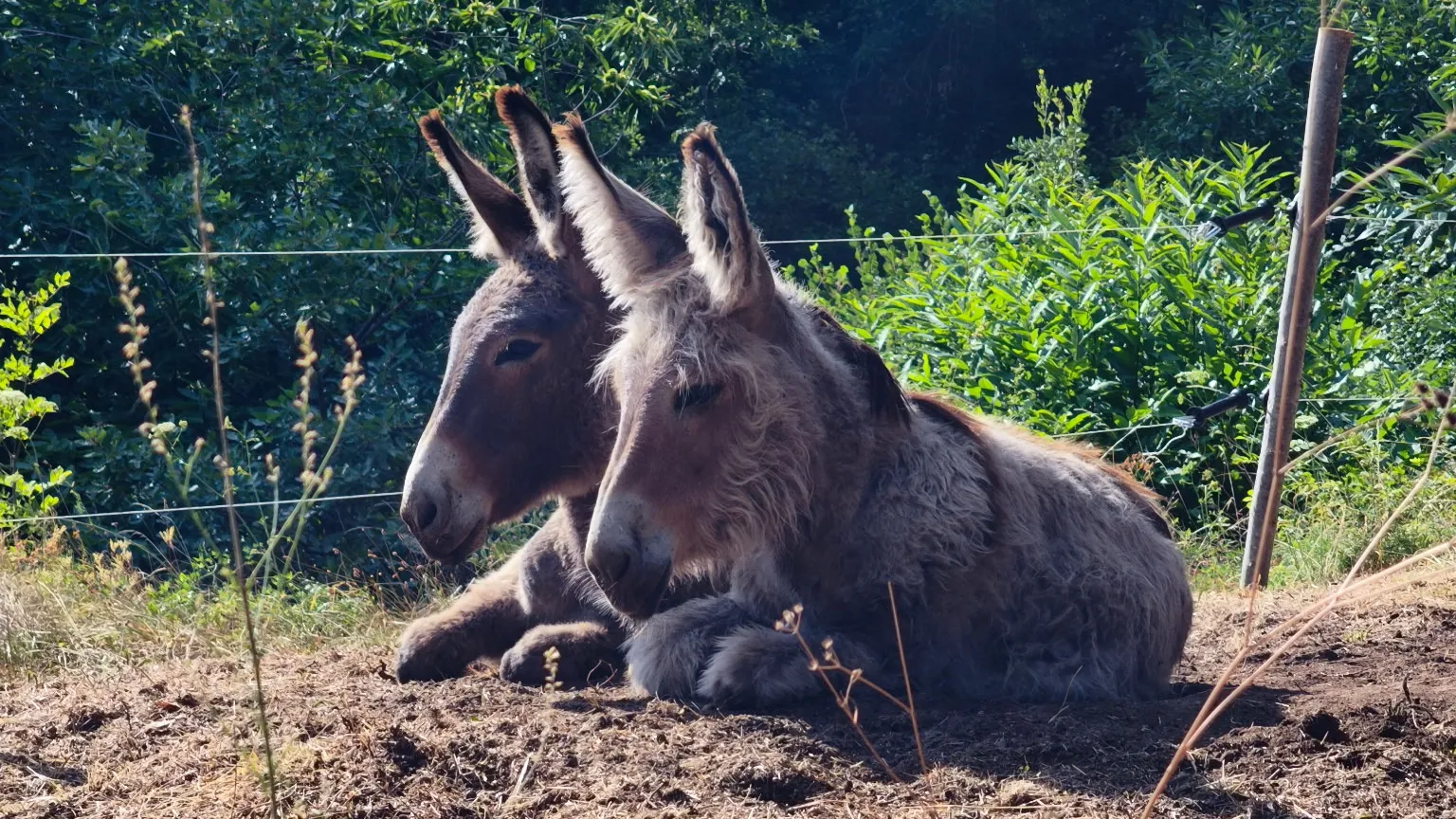 Les deux ânes du gîte les Vérag au repos dans le pré, Chalencon, Ardèche
